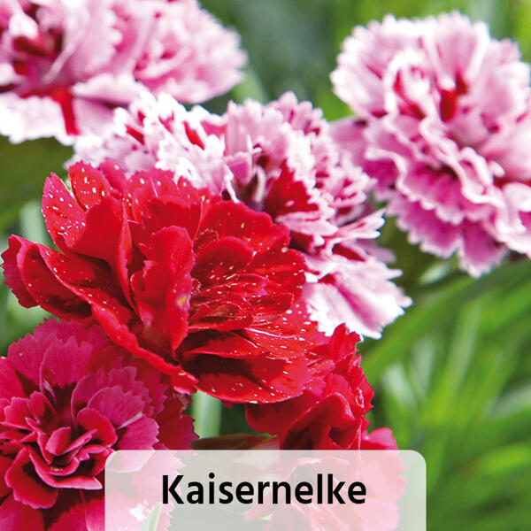 Verbene / Calibrachoa / Kaisernelke