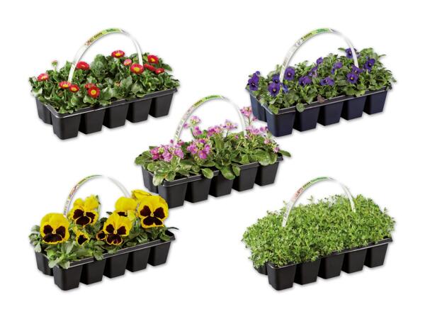Frühlingsblüher 10er-Tray