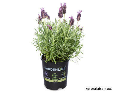 Lavender 140mm