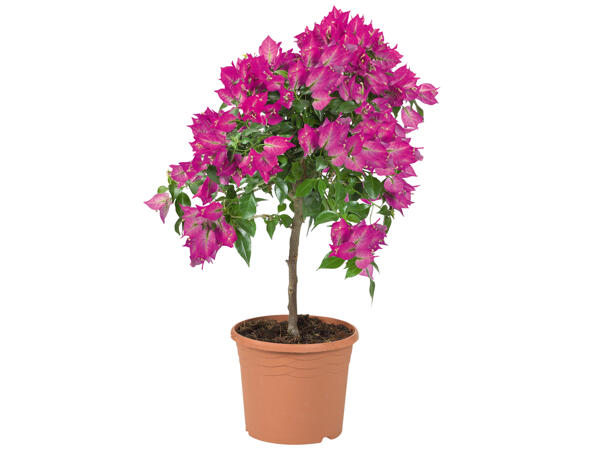 Bougainvillea Stamm
