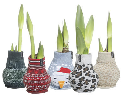 AMARYLLIS IM STOFFSOCKEN