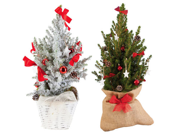 Weihnachtliche Zuckerhutfichte