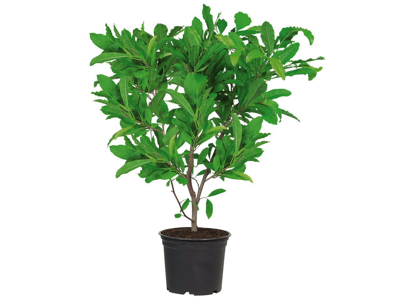 Magnolie