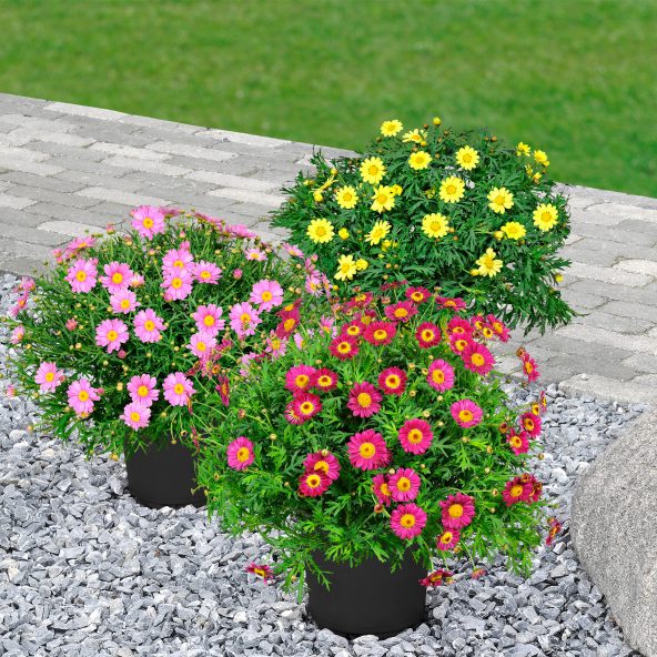 Farvede margueritter