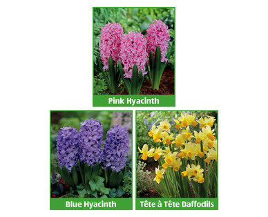 Spring Potted Bulbs