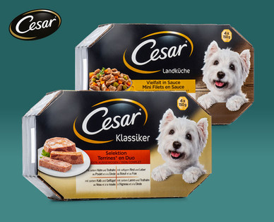 CESAR Hundefutter