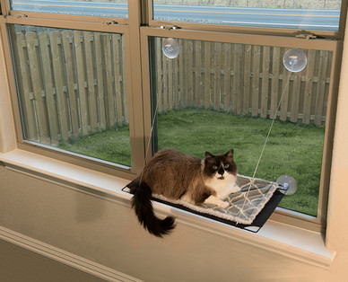 Heart to Tail Window Mounted Cat Bed
