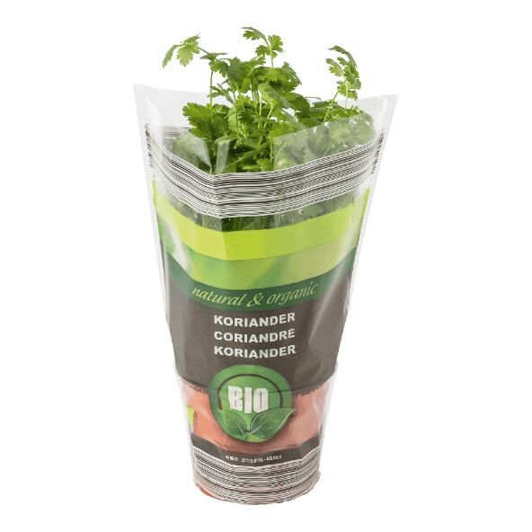 Biokräuterpflanze