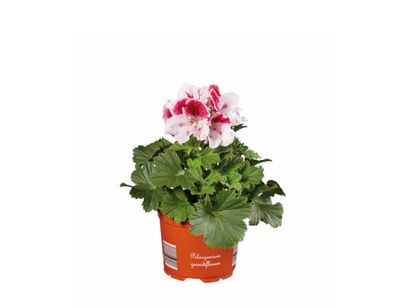 Geranium Grandiflorum