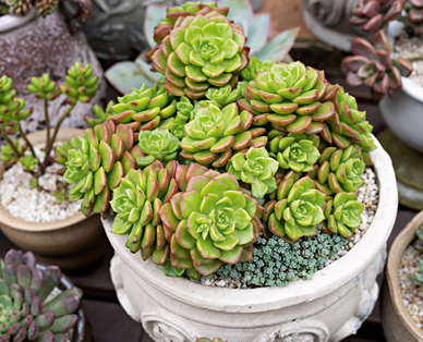 Sedum/Sempervivum GARDENLINE(R)