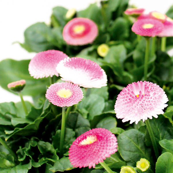 Bellis Erdbeersahne