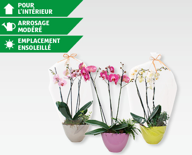 Arrangement élégant avec phalaenopsis