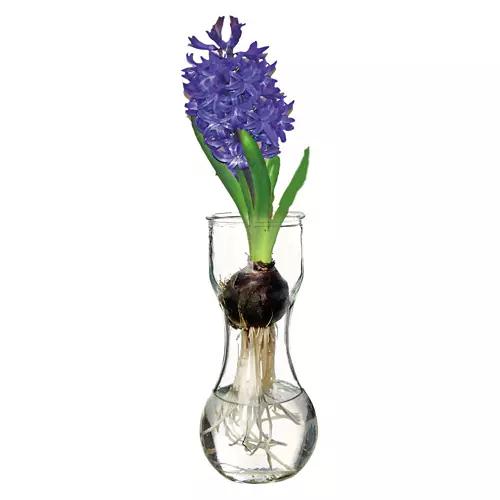 Hyacinth with Glass Vase - Assorted Color