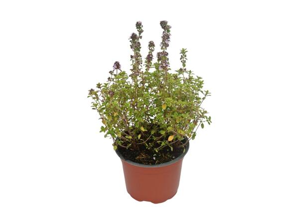 Thyme