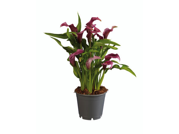 Assortiment de callas