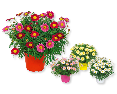 Buisson de marguerites GARDENLINE(R)
