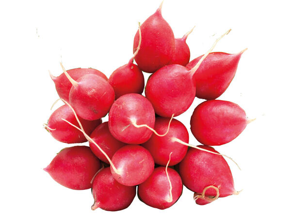 Snack-Radieschen