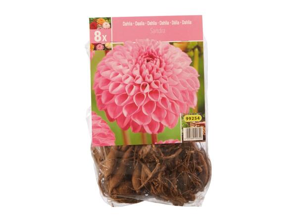 Dahlia Bulbs