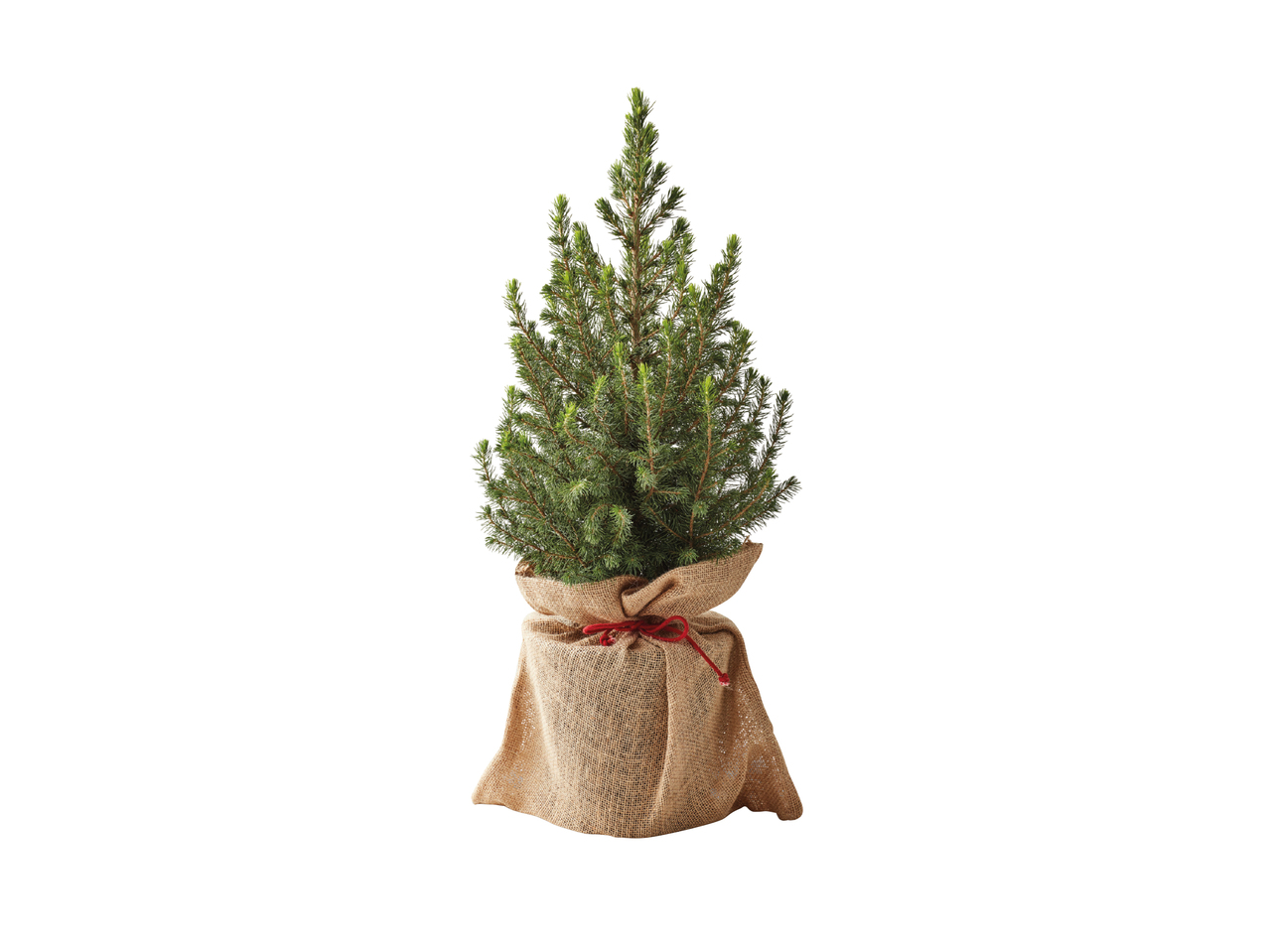 Christmas Tree In Jute Sack1