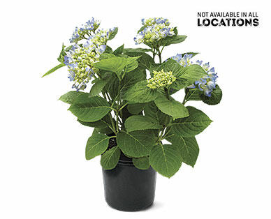 8" Hydrangea Assorted colors