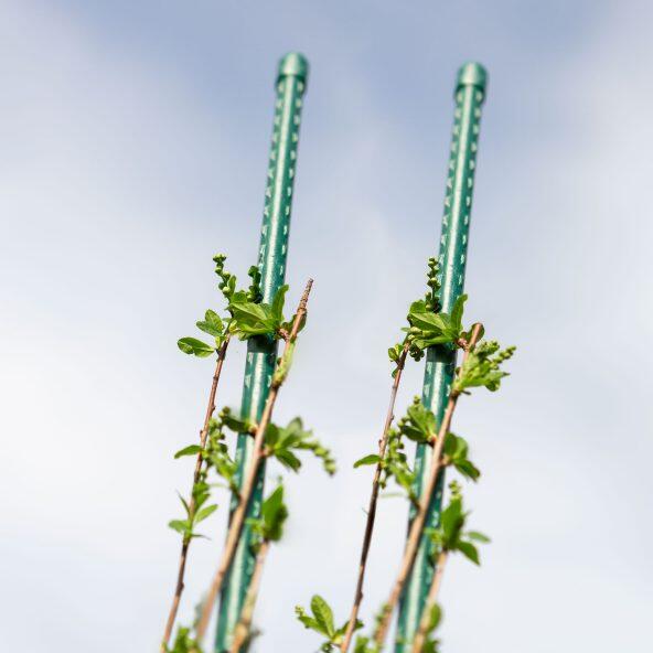 GARDENLINE(R) 				Tuteurs pour plantes