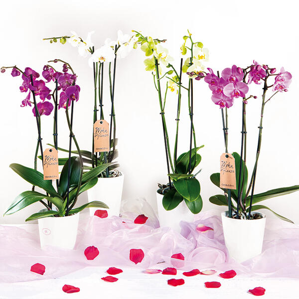 Orchidee "Phalaenopsis"