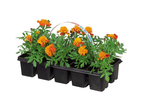 Garden Plants
