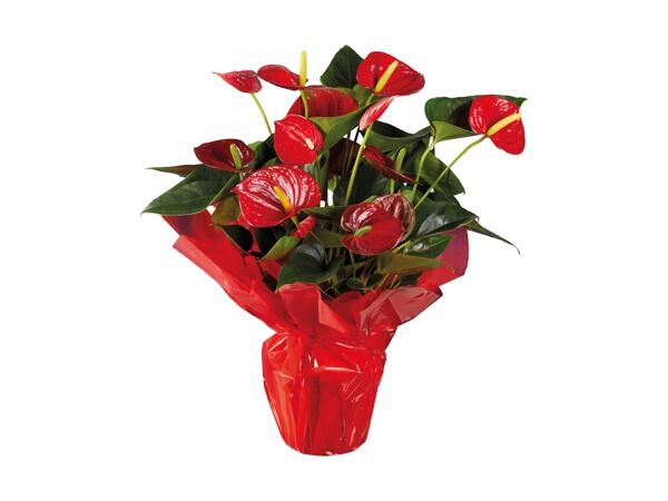 Anthurium in Red Wrap