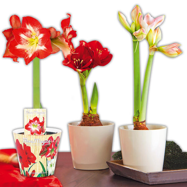Amaryllis XL