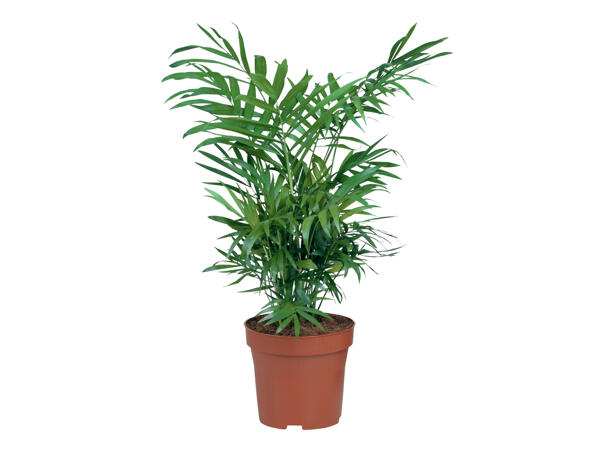 Assorted Palms
