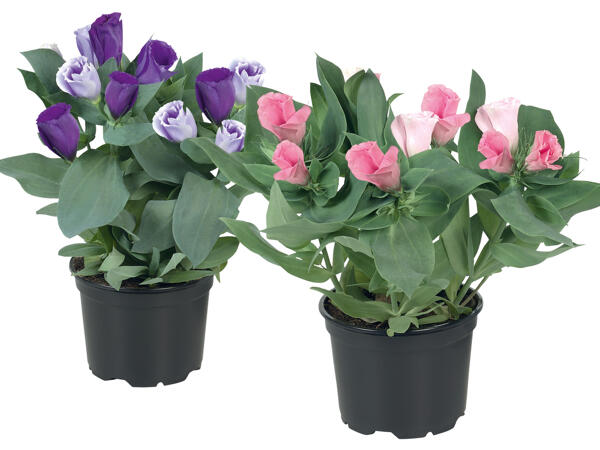 Eustoma