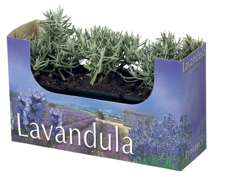 English Lavender
