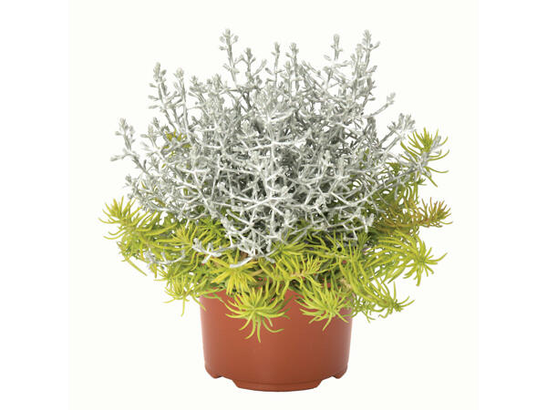 Confetti Garden Longlife Duo
