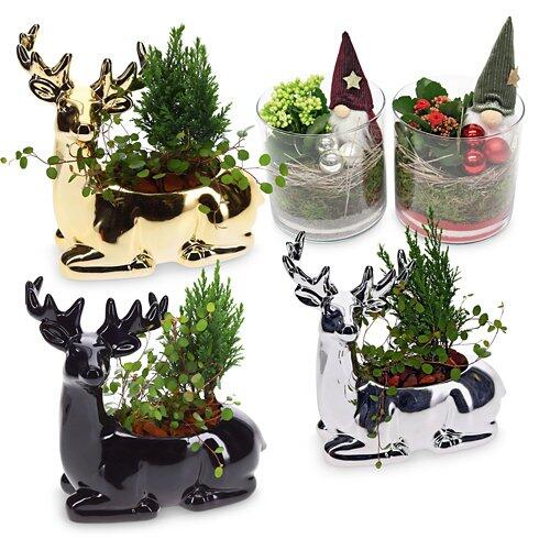 bepflanzte Arrangements XMAS