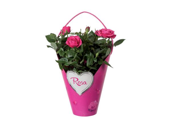 Gifting Roses