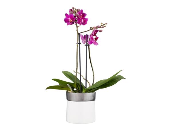 ORCHIDEJ V KERAMICE