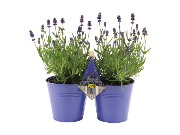 Lavande angustifolia dans un pot jumeau en zinc