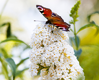 Assortiment de plantes mellifères et arbres à papillons