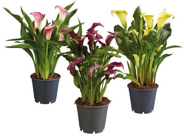 Calla