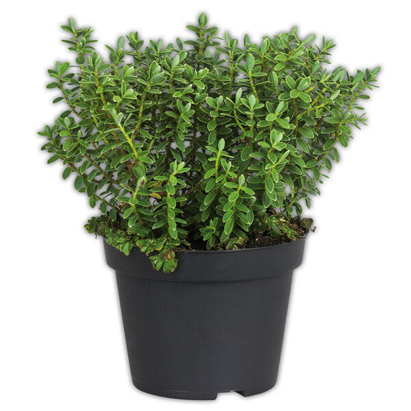 Stacheldrahtpflanze / Hebe Mix