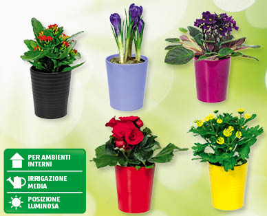 Pianta da appartamento in fiore GARDENLINE(R)