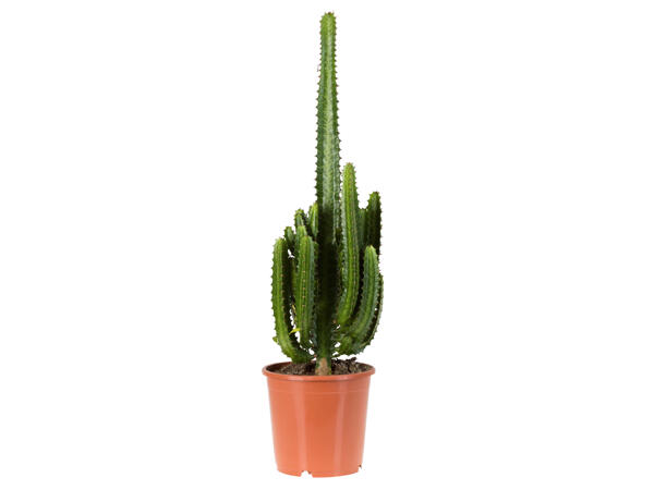 Assortiment de cactus