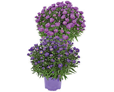 ASTER AUTUNNALE
