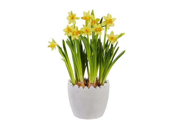 Daffodil in Easter Stone Ceramic