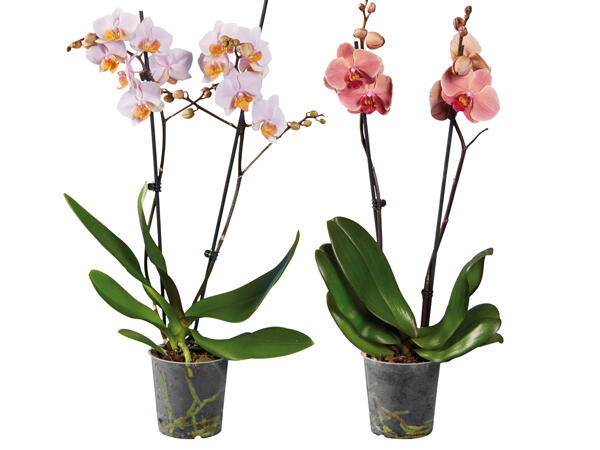 Orchidee, 2-Trieber