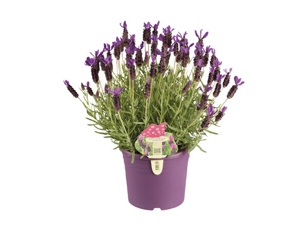 Sommerfuglelavendel