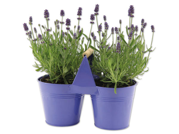 Lavendel angustifolia im Duo Zinktopf