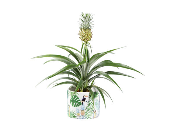 Ananas d'ornement dans un pot "jungle"