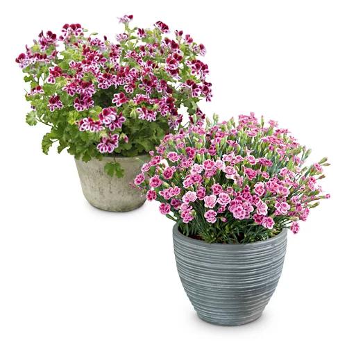Balkon-/Terrassenpflanzen "La Vie En Rose"