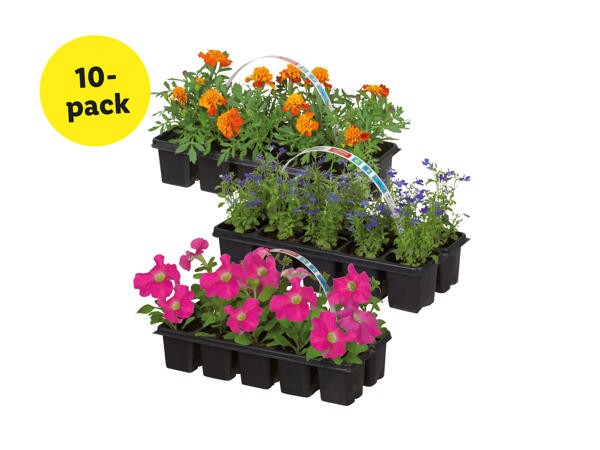 Fröplantor